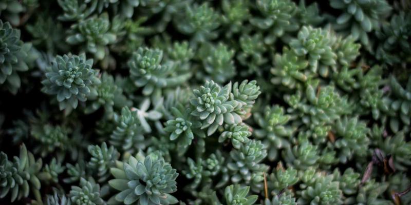 JS数码深度评测：年度旗舰手机与真无线耳机黄金搭档选购指南